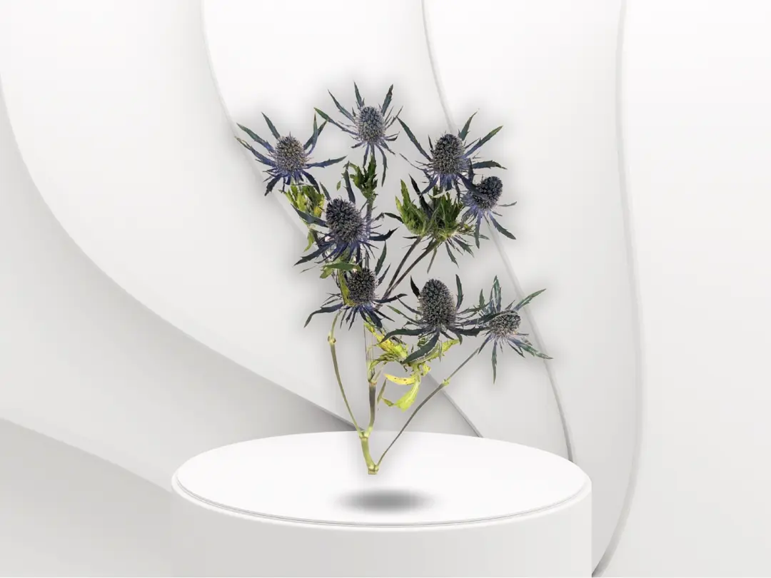 Rringium flower